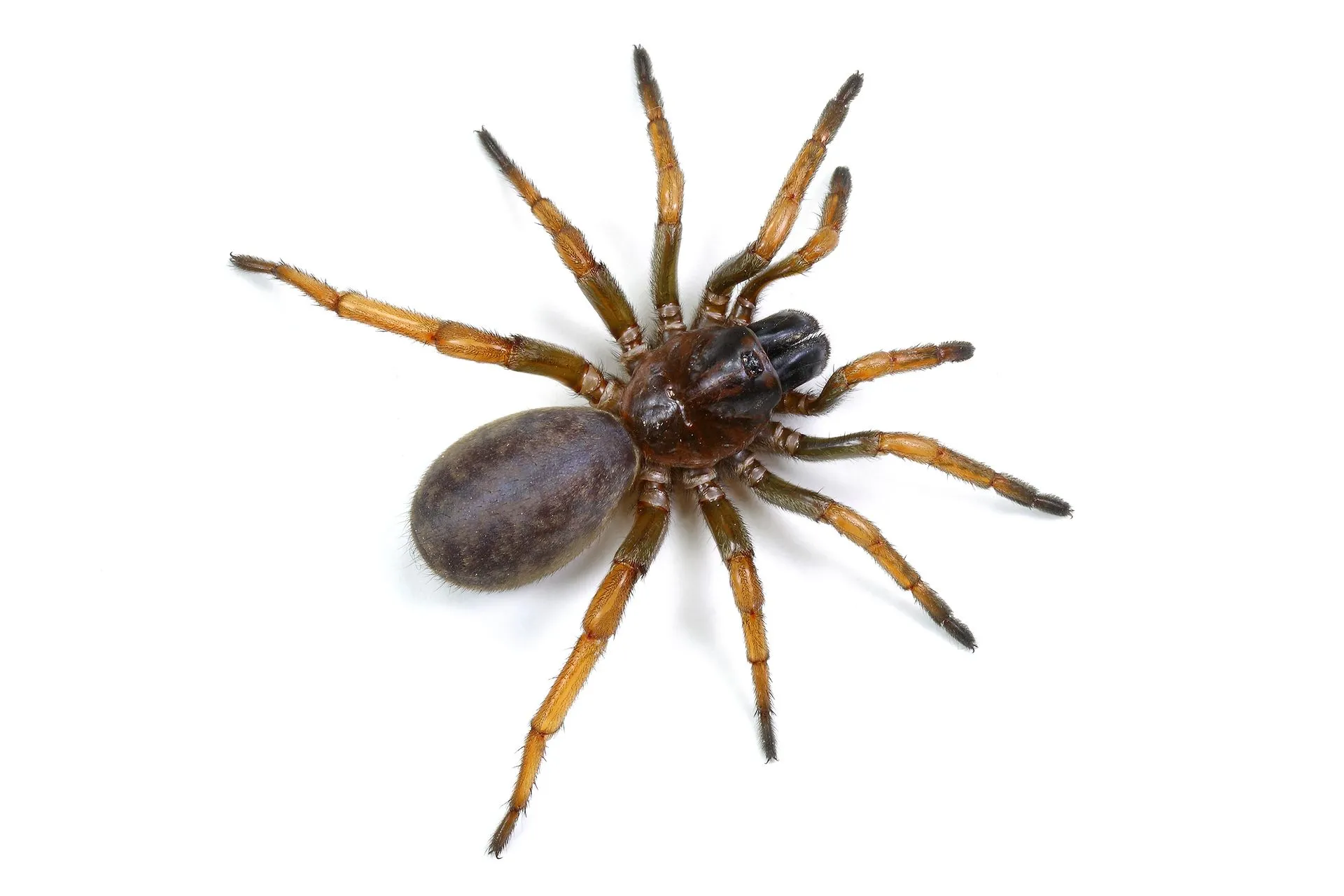 spider spider